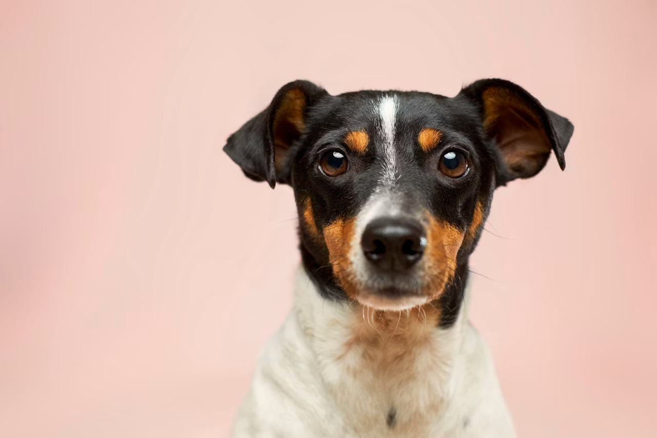 Lenda Original - Perros