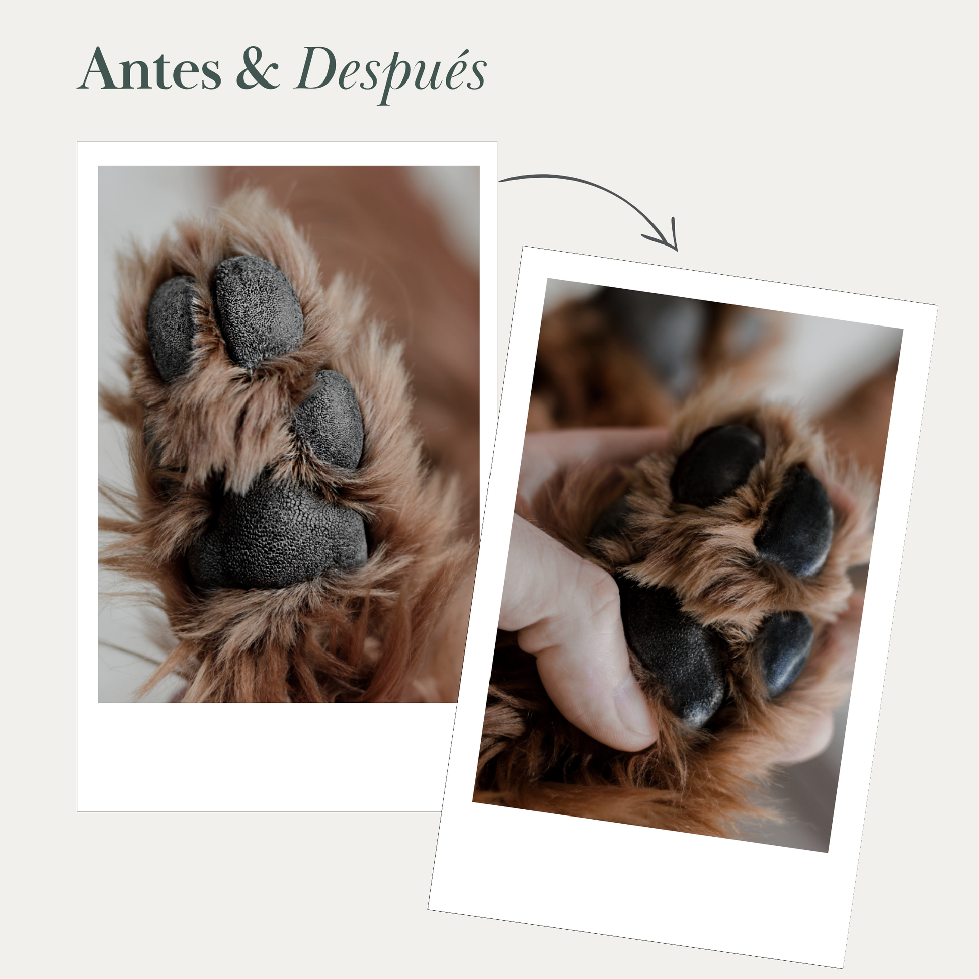 Detalle del Bálsamo para Nariz y Almohadillas de Perro - Nina Woof