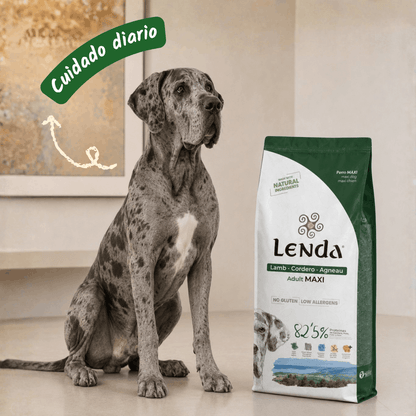 Lenda Cordero Maxi